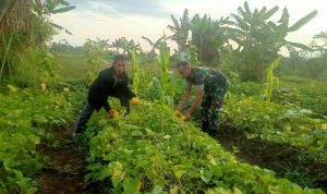 Babinsa Koramil 2306/Mancak Giat Bintahwil Panen Mentimun