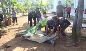 Kodim 0429/Lamtim Sholat Idul Adha dan Sembelih Hewan Kurban