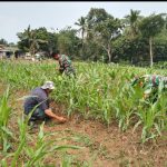 Babinsa Koramil 2304/Anyer, Bintahwil Perawatan Tanaman Jagung