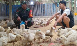 Babinsa Koramil 2302/Bojonegara, Bintahwil Pengecekan Ternak Bebek