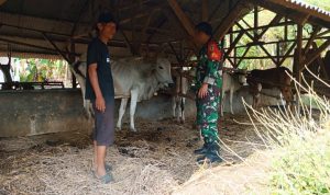 Babinsa Koramil 2302/Bojonegara, Bintahwil Pengecekan Ternak Sapi