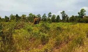 Diduga Lahan Eks PT Bangkanesia Dikuasai Asing, Dirjen Gakkum Minta Dinas Kehutanan Cek Lokasi