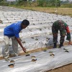 Babinsa Koramil 2306/Mancak, Bintahwil Perawatan Tanaman Jagung