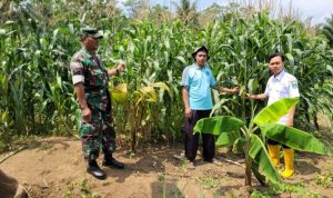 Babinsa Koramil 2304/Anyer, Bintahwil Penanaman Jagung