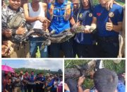 Patut Diapresiasi, Tim Damkar Takalar Berhasil Evakuasi Buaya di Sungai Pappa