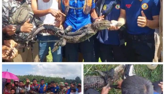 Patut Diapresiasi, Tim Damkar Takalar Berhasil Evakuasi Buaya di Sungai Pappa