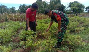 Babinsa Koramil 2304/Anyer, Bintahwil Perawatan Kacang Tanah