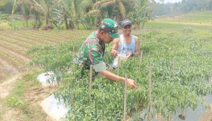 Babinsa Koramil 2306/Mancak, Bintahwil Membantu Panen Cabe