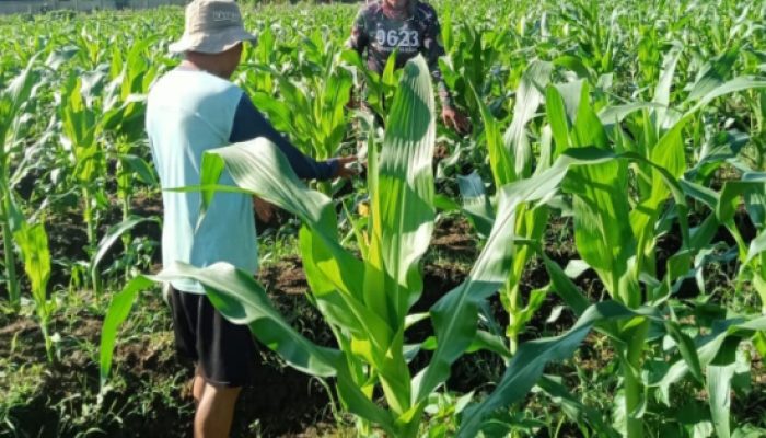 Babinsa Koramil 2305/Cinangka, Bintahwil Pendampingan Han Pangan Jagung