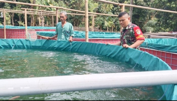 Babinsa Koramil 2304/Anyer, Bintahwil Budidaya Ikan Nila