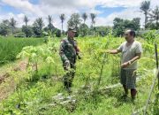 Babinsa Koramil 2304/Anyer, Bintahwil Perawatan Tanaman Cabe