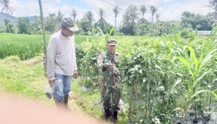 Babinsa Koramil 2304/Anyer, Bintahwil Perawatan Tanaman Jagung