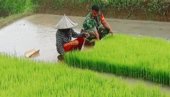 Babinsa Koramil 2306/Mancak, Bintahwil Membantu Penanaman Padi