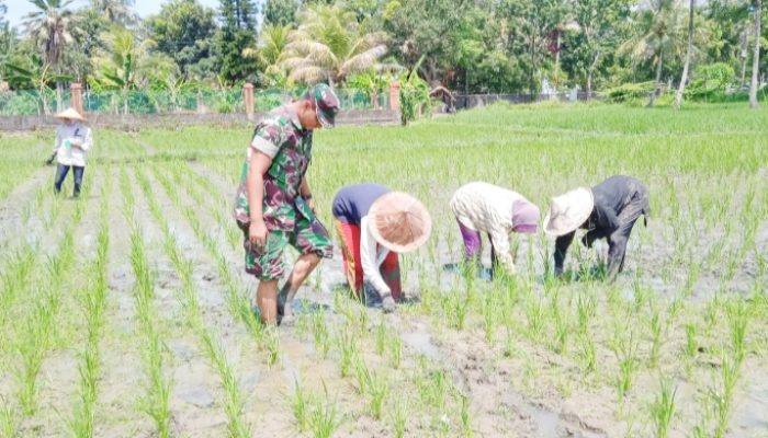 Babinsa Koramil 2304/Anyer, Bintahwil Pendampingan Penanaman Padi