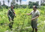 Babinsa Koramil 2304/Anyer, Bintahwil Perawatan Tanaman Cabe