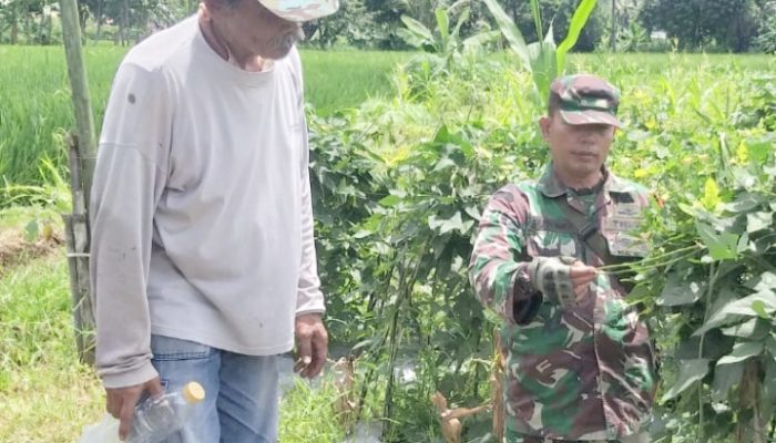 Babinsa Koramil 2304/Anyer, Bintahwil Perawatan Tanaman Kacang