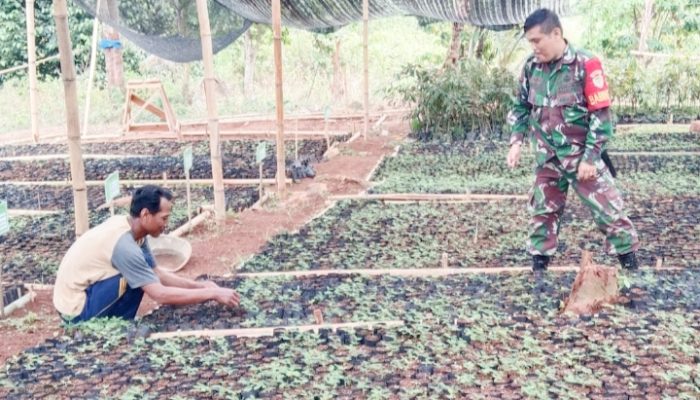 Babinsa Koramil 2304/Anyer, Bintahwil Penyemaian Bibit Cabe