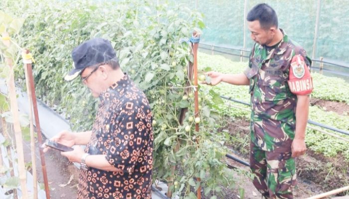 Babinsa Koramil 2301/Cilegon, Bintahwil Pendampingan Han Pangan