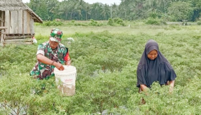 Babinsa Koramil 2304/Anyer, Bintahwil Perawatan Cabe