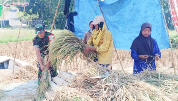 Babinsa Koramil 2306/Mancak, Bintahwil Membantu Warga Memanen Padi