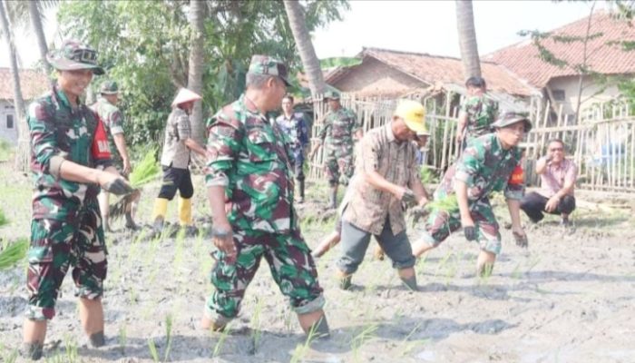 Babinsa Koramil 2301/Cilegon, Karbak Penanaman Padi