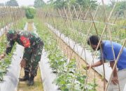 Babinsa Koramil 2306/Mancak, Bintahwil Membantu Pemeliharaan Ketapang