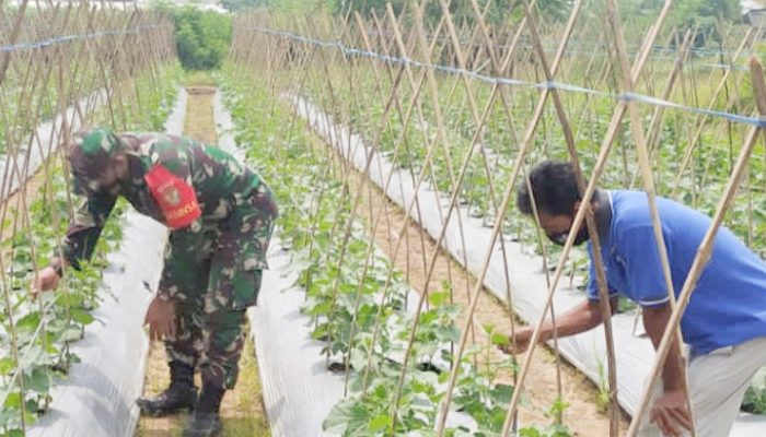 Babinsa Koramil 2306/Mancak, Bintahwil Membantu Pemeliharaan Ketapang