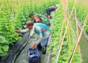 Babinsa Koramil 2302/Bojonegara, Bintahwil pendampingan Panen Timun