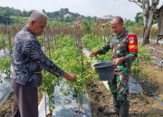 Babinsa Koramil 2306/Mancak, Bintahwil Membantu Memetik Cabe