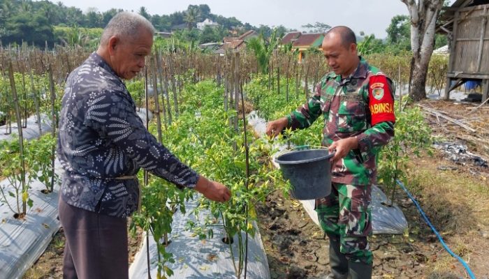 Babinsa Koramil 2306/Mancak, Bintahwil Membantu Memetik Cabe