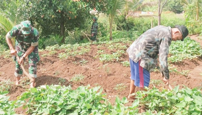 Babinsa Koramil 2306/Mancak, Bintahwil Perawatan Ketapang