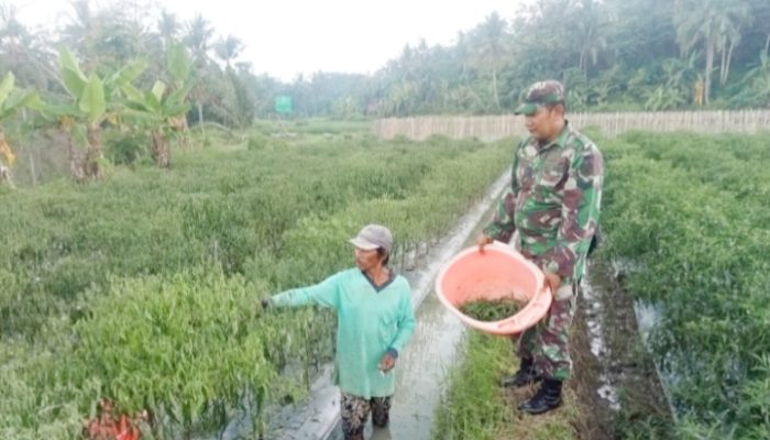 Babinsa Koramil 2305/Cinangka, Bintahwil Perawatan Tanaman Cabe