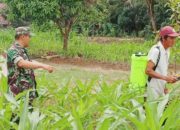 Babinsa Koramil 2304/Anyer, Komsos Perawatan Tanaman Jagung