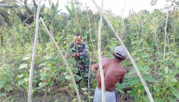 Babinsa Koramil 2304/Anyer, Komsos Perawatan Tanaman Kacang