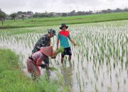 Babinsa Koramil 2301/Cilegon, Bintahwil Penanaman padi