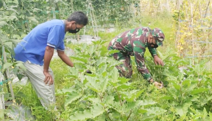 Babinsa Koramil 2306/Mancak, Bintahwil Perawatan Ketahanan Pangan