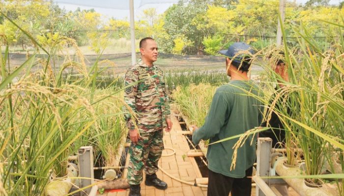 Babinsa Koramil 2304/Anyer, Bintahwil Pendampingan Perawatan Tanaman Padi