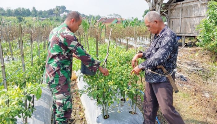 Babinsa Koramil 2306/Mancak, Bintahwil Memetik Cabe