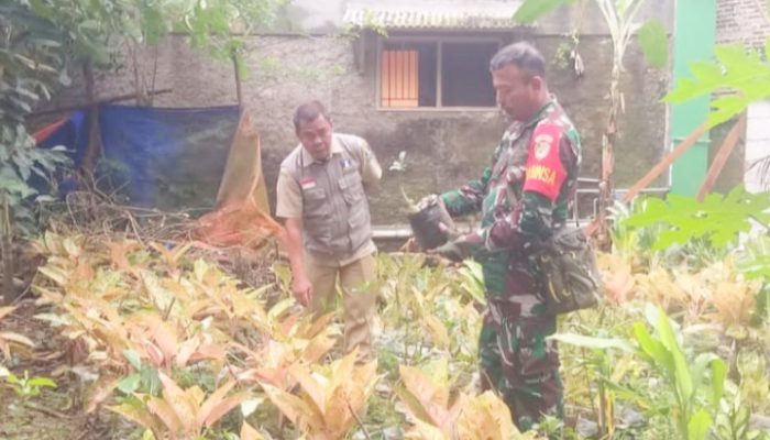 Babinsa Koramil 2304/Anyer, Bintahwil Pendampingan Perawatan Tanaman Hias