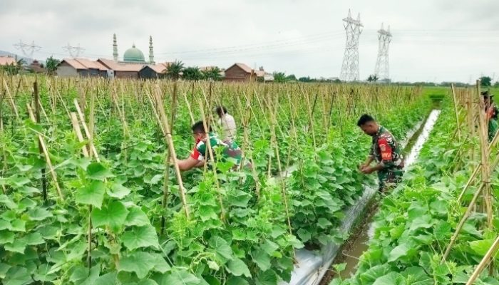 Babinsa Koramil 2302/Bojonegara, Bintahwil Pendampingan Panen Timun