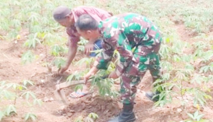 Babinsa Koramil 2305/Cinangka, Bintahwil Pendampingan Tanaman Singkong