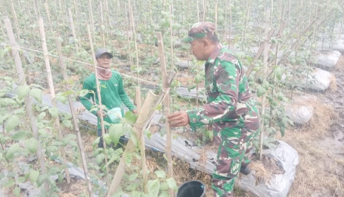 Babinsa Koramil 2305/Cinangka, Bintahwil Pendampingan Perawatan Tanaman