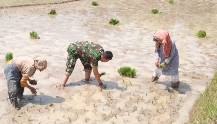 Babinsa Koramil 2306/Mancak, Bintahwil Penanaman Padi