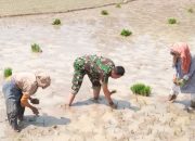 Babinsa Koramil 2302/Bojonegara, Bintahwil Pendampingan Pengelolaan Sawah