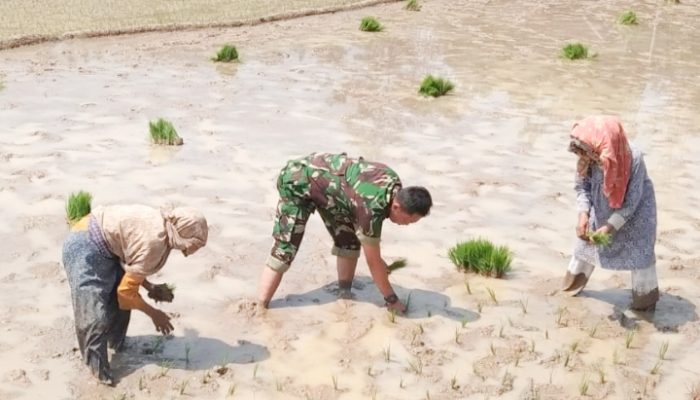 Babinsa Koramil 2302/Bojonegara, Bintahwil Pendampingan Pengelolaan Sawah