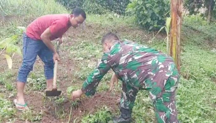 Koramil 2306/Mancak Melaksanakan Penanaman Pohon Sukun Atas Perintah Komandan