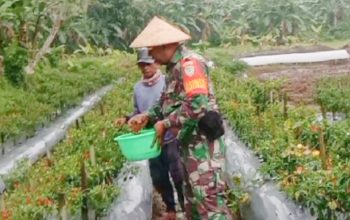 Babinsa Koramil 2305/Cinangka, Bintahwil Perawatan Tanaman Cabe