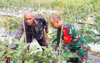 Babinsa Koramil 2306/Mancak, Bintahwil Membantu Kegiatan Ketapang