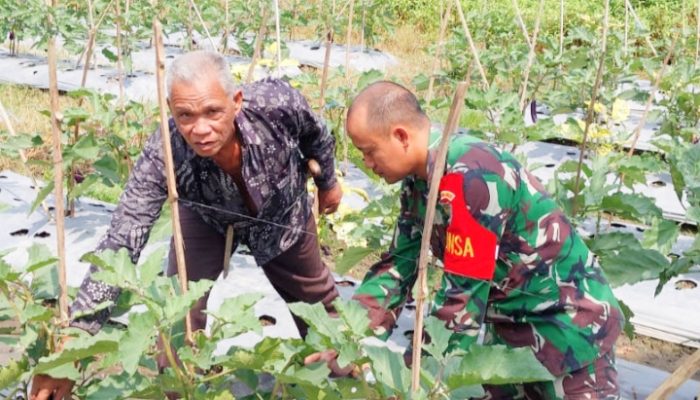 Babinsa Koramil 2306/Mancak, Bintahwil Membantu Kegiatan Ketapang