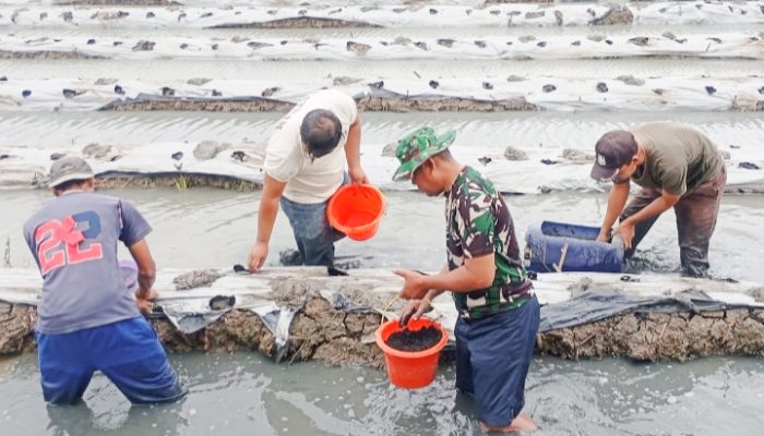 Babinsa Koramil 2302/Bojonegara, Bintahwil Pendampingan Pengelolaan Lahan